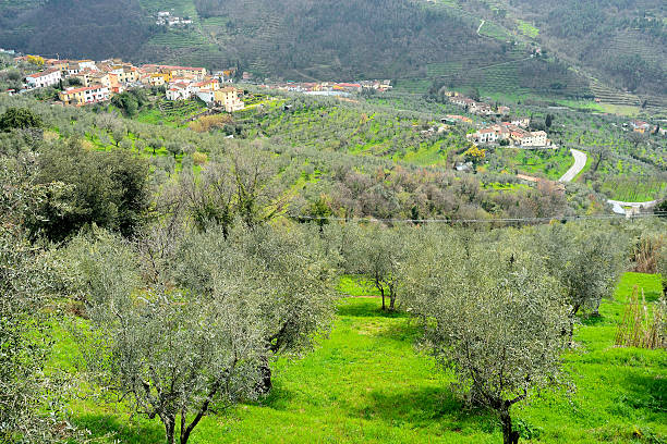 Uliveti nella campagna della provincia di Lucca