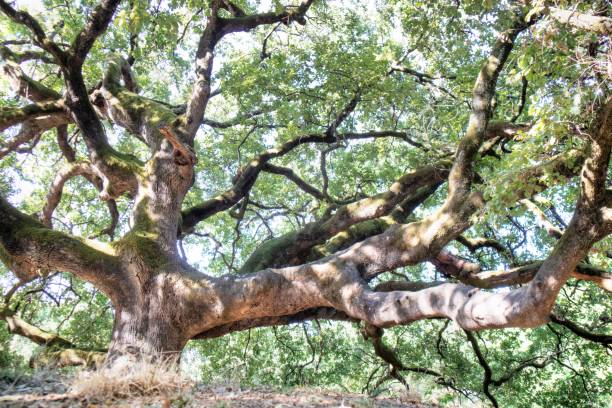 Antica quercia secolare nella campagna toscana